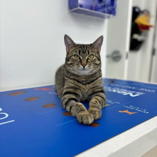 Pets at Lakeshore Woods Animal Hospital, photo 3