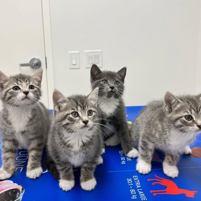 Pets at Lakeshore Woods Animal Hospital, photo 4