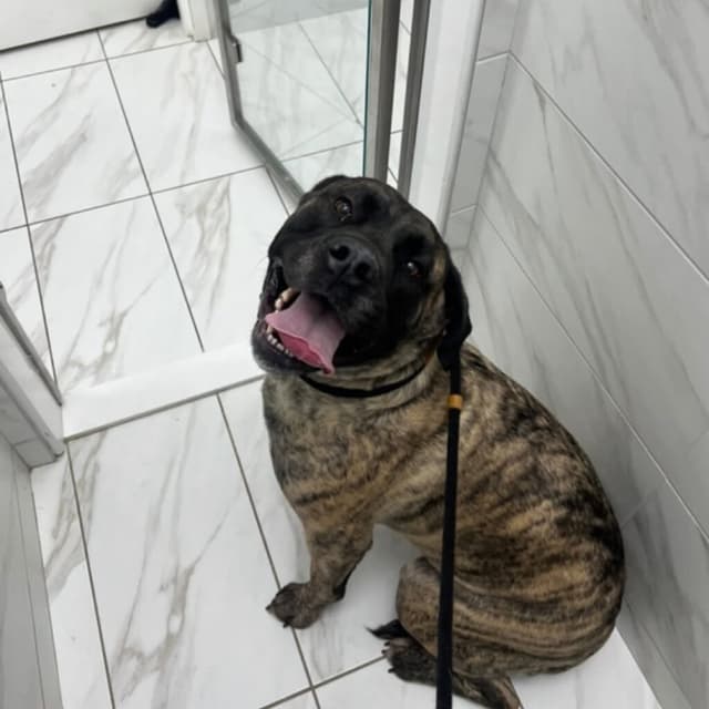Pets at Lakeshore Woods Animal Hospital, photo 5