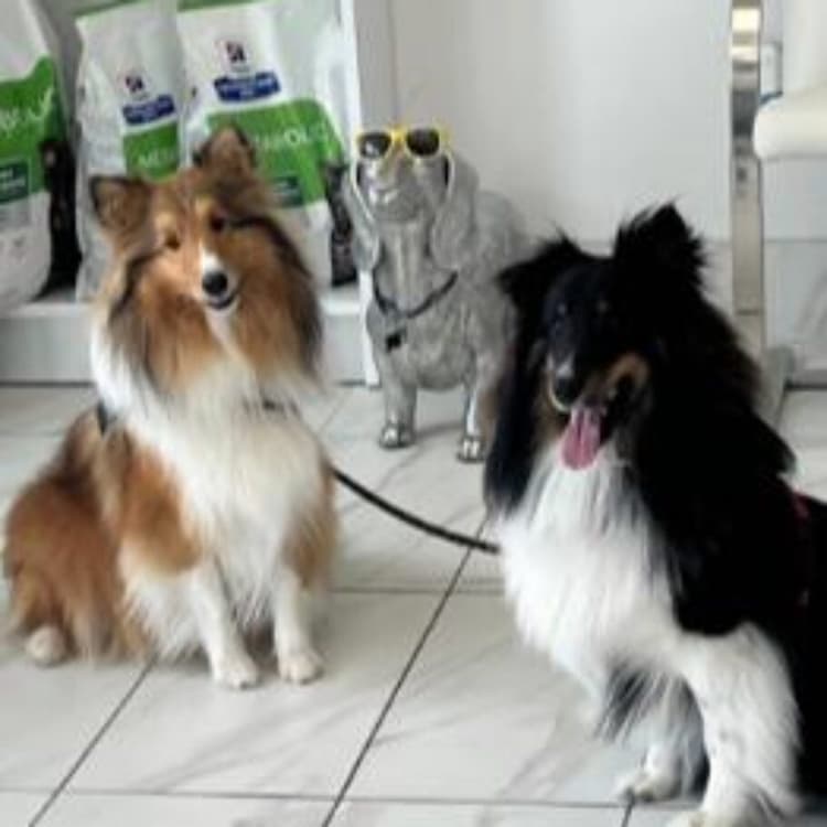 Pets at Lakeshore Woods Animal Hospital
