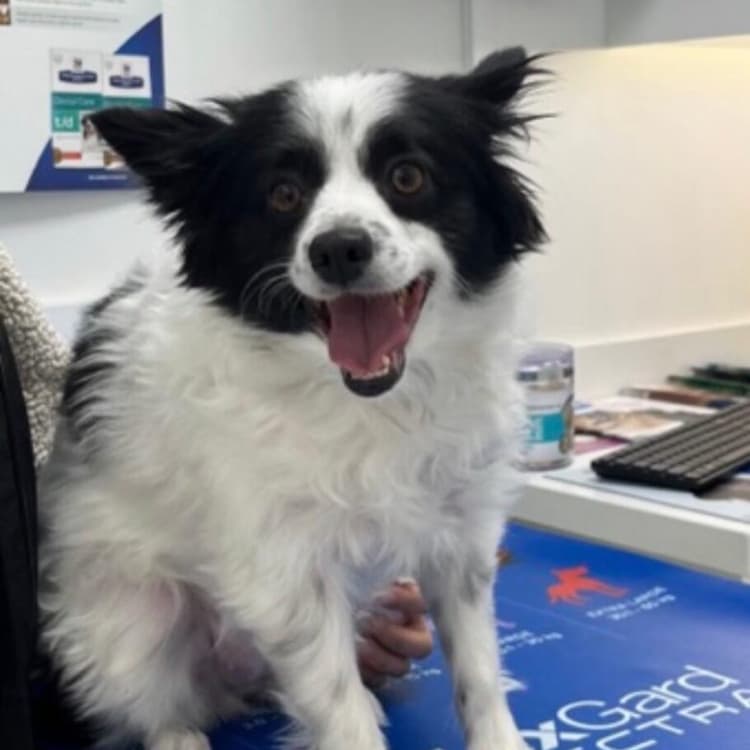 Pets at Lakeshore Woods Animal Hospital